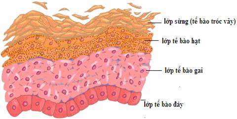 Sơ Lược Về Cấu Tạo Của Làn Da